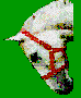 Bitmap Image